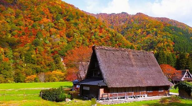 秋色に染まる世界遺産 五箇山菅沼合掌作り 合掌造り,五箇山,世界遺産の写真素材
