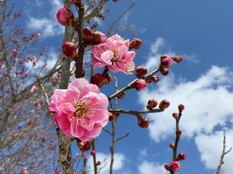 梅の花 梅,春,ピンクの写真素材