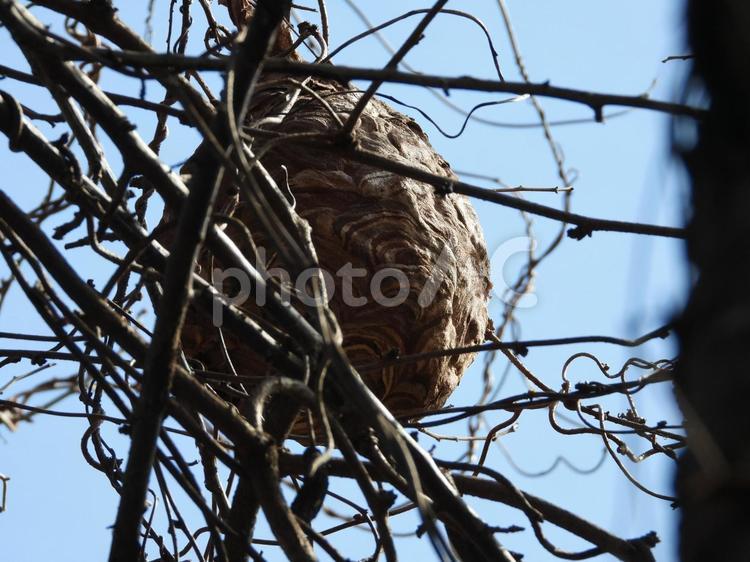 梅の枝に巨大スズメバチの巣 野生,蜂,梅の木の写真素材