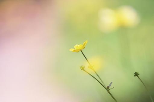 淡いイメージの緑の風景と黄色い草花 淡いイメージの緑の風景と黄色い草花 花,植物,自然の写真素材