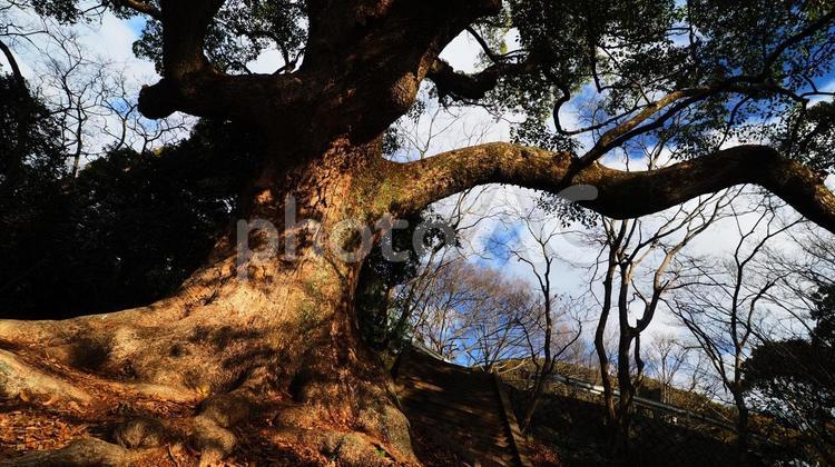 立派な大木！この生命力は羨ましい 木,樹木,自然の写真素材