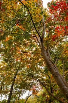 秋の磊々峡(36) 秋,モミジ,紅葉の写真素材