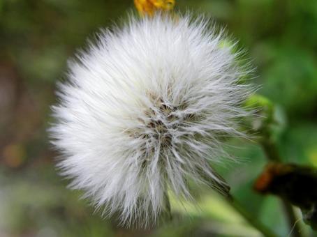 Sowbuckthorn fluff, JPG Sowbuckthorn fluff, JPG