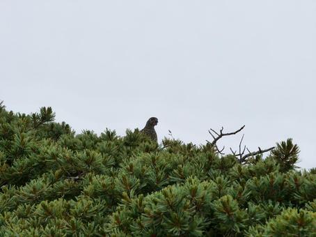仙丈ヶ岳のライチョウ 仙丈ヶ岳のライチョウ ライチョウ,らいちょう,雷鳥の写真素材
