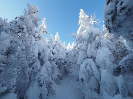雪景色の登山道(北横岳) 雪景色の登山道(北横岳) 北横岳,八ヶ岳,北八ヶ岳の写真素材