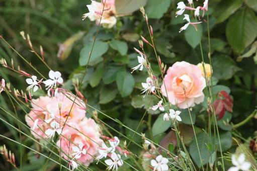 ピンクのバラ バラ,薔薇,花の写真素材