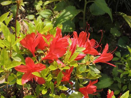 Photo, red flower, azalea, spring, 