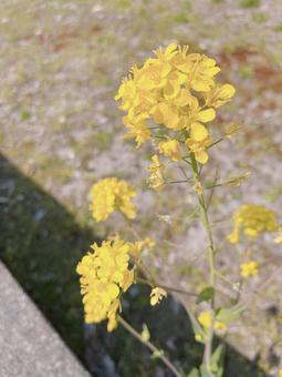 春 菜の花の写真