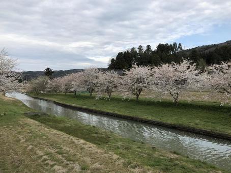 河原の桜 河原の桜の写真