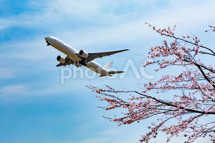 飛行機と桜 桜,花,航空機の写真素材