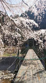桜と吊り橋 桜と吊り橋の写真
