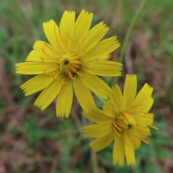 ブタナ（豚菜） ブタナ,豚菜,花の写真素材