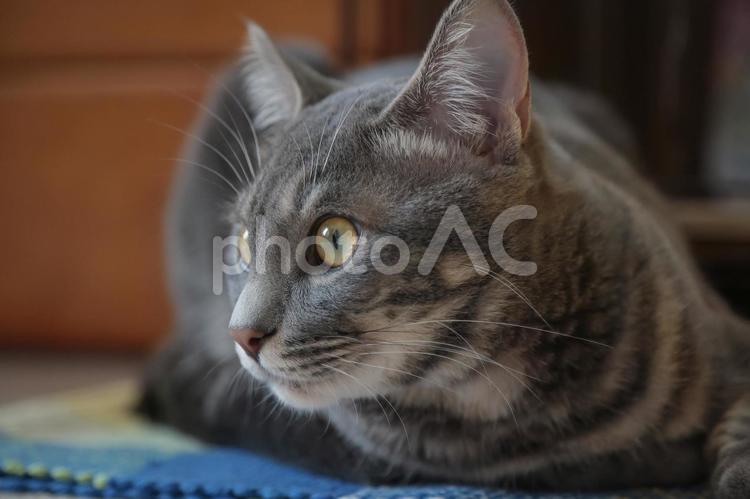 じっと見つめる猫 目,動物,ねこの写真素材