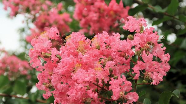 夏の花 サルスベリ 夏の花 サルスベリの写真