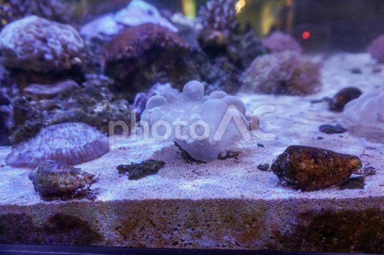 水族館のサンゴ 水族館,生き物,珊瑚礁の写真素材