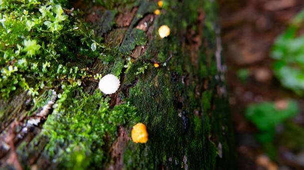 苔の絨毯に芽生える菌類の世界 苔の絨毯に芽生える菌類の世界 苔,絨毯,菌類の写真素材