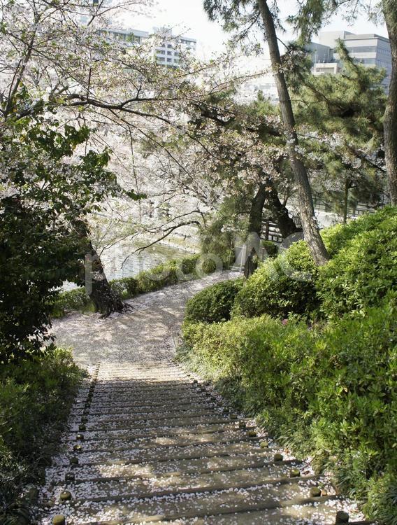 階段に散る桜 サクラ,春,桜の写真素材