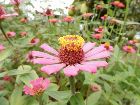 【花の写真】 ヒャクニチソウ(百日草) 【花の写真】 ヒャクニチソウ(百日草)の写真