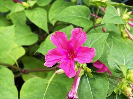 7月の花 7月の花の写真