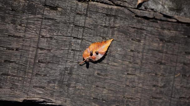 落ち葉 落ち葉,木,秋の写真素材