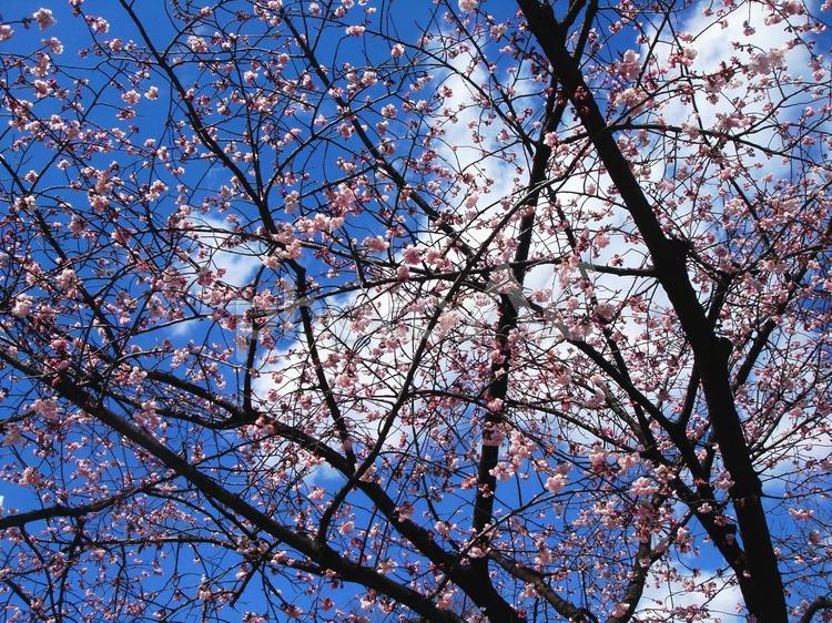 ソメイヨシノが八分咲き さくら,桜,サクラの写真素材