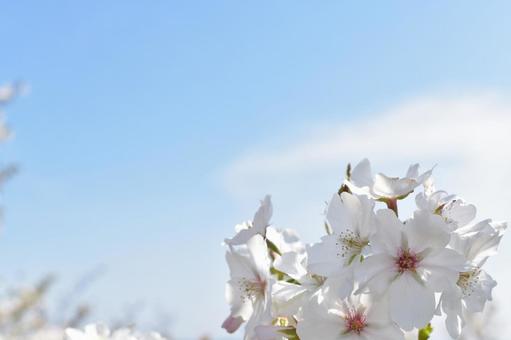 青空と桜 桜,さくら,入学の写真素材