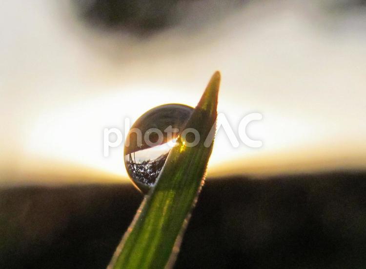 水滴と緑の葉と朝日（Water drops） 水滴,雫,すいてきの写真素材