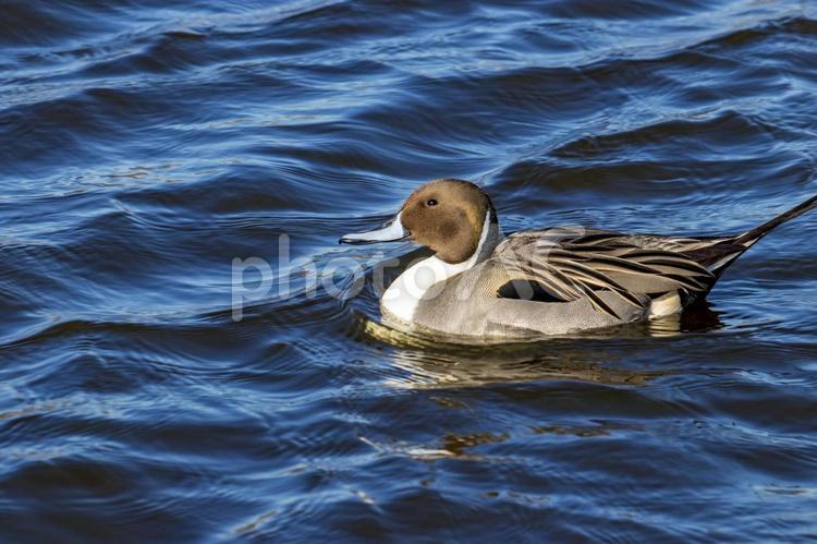 常総市の菅生沼に生息する鴨 鴨,カモ,野鳥の写真素材