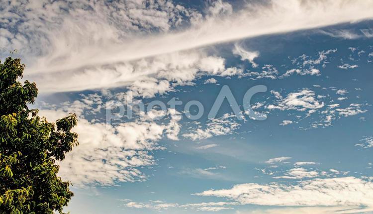 空と光と木 スカイ,フラッシュ,大自然背景の写真素材
