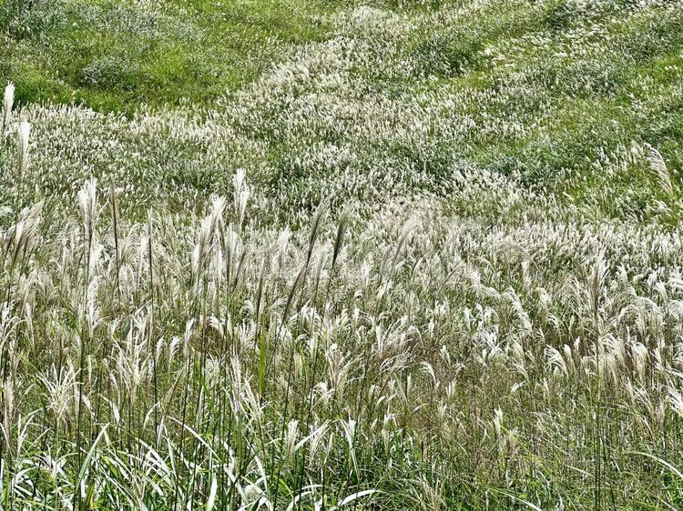 秋の訪れススキのはじまり ススキ,すすき,植物の写真素材