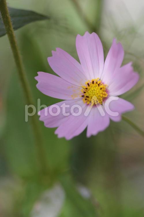 ピンクのコスモスのクローズアップ コスモス,こすもす,秋桜の写真素材