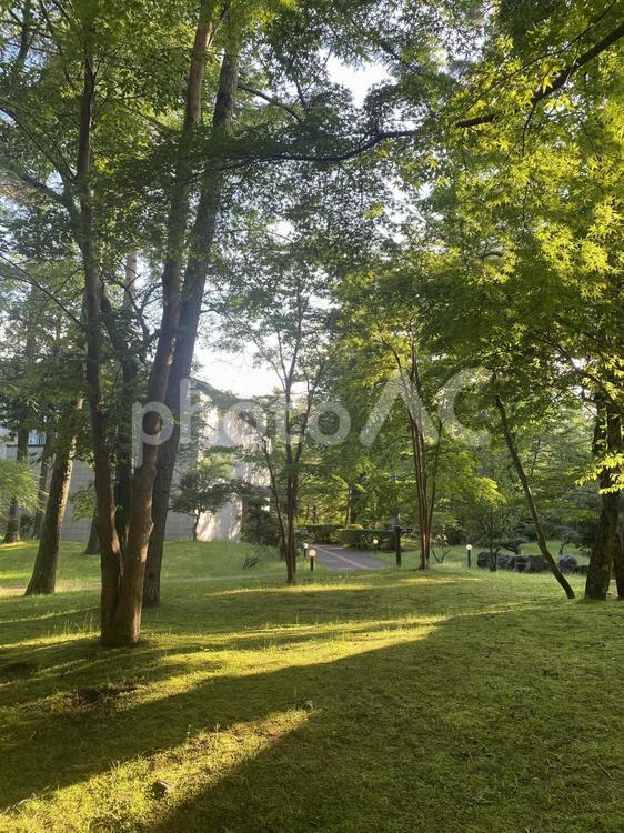 木漏れ日の公園 木漏れ日,自然,公園の写真素材