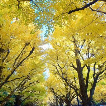 神宮外苑イチョウ並木 神宮外苑,明治神宮外苑,イチョウ並木の写真素材