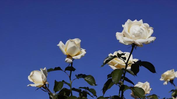 【花の写真】ばらの花 rose,植物,園芸の写真素材