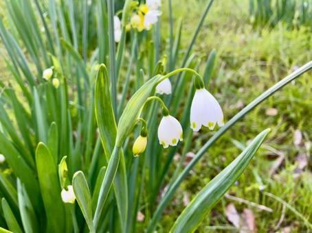 スノーフレーク スノーフレーク,花,白の写真素材