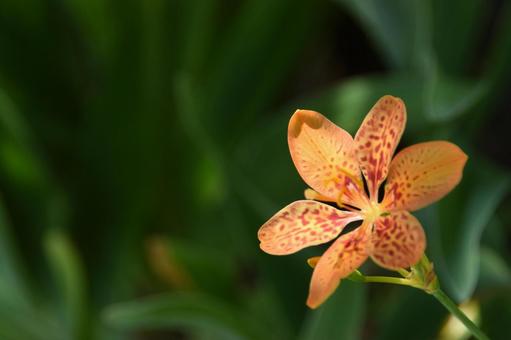 夏の花:ヒオウギ9 夏の花:ヒオウギ9の写真