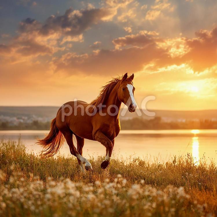 夕焼けの草原を駆け抜ける美しい馬 馬,動物,草原の写真素材