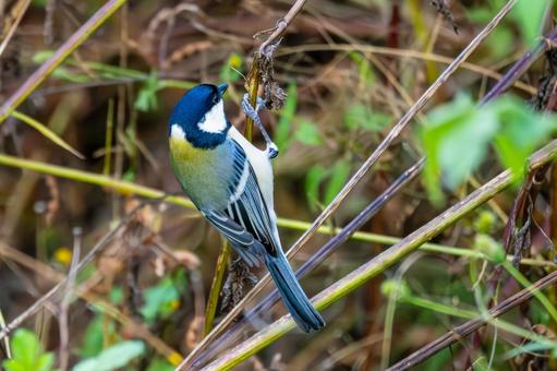 シジュウカラ(130)の写真