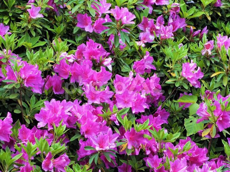 ピンクの美しいツツジの花 つつじ,花,咲くの写真素材