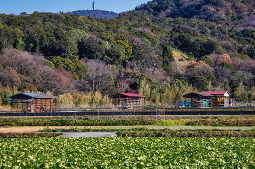 冬の淡路島、収穫を待つ作物の畑のある風景 里山,野菜,畑の写真素材