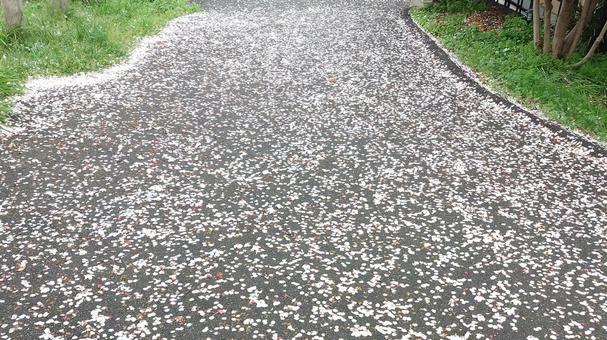 桜の絨毯 桜の絨毯の写真