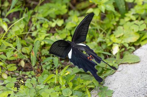 オナガアゲハ オナガアゲハの写真