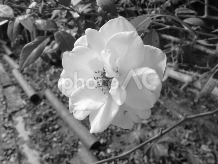 モノクロ写真の１０月の薔薇の花 花,植物,バラの写真素材