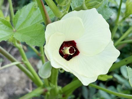 オクラの花 オクラの花の写真