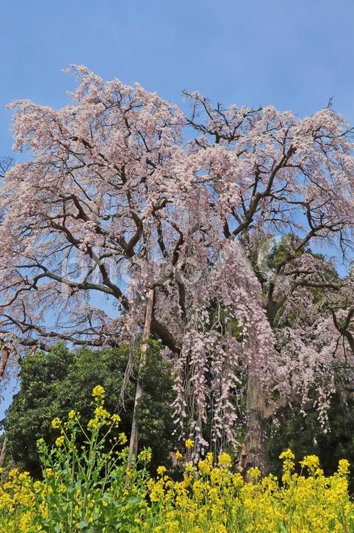 春や桜のイメージ 春,桜,さくらの写真素材