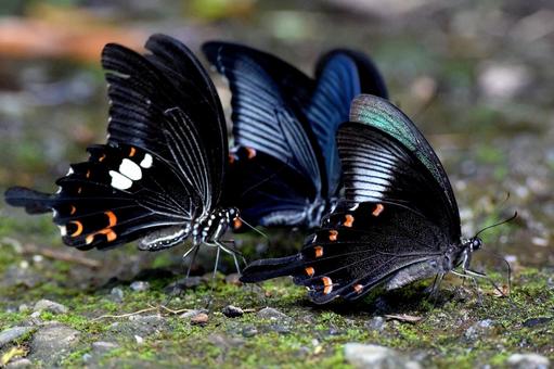 黒い蝶の群れの写真