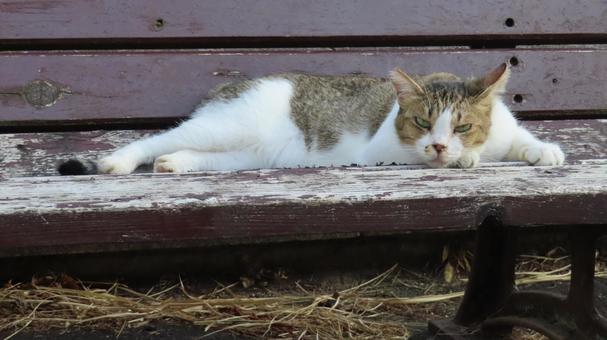 カメラ目線で夕涼みしているもふもふな猫様 カメラ目線で夕涼みしているもふもふな猫様 猫,キジシロ,カメラ目線の写真素材