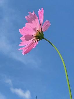 コスモス　青空の写真