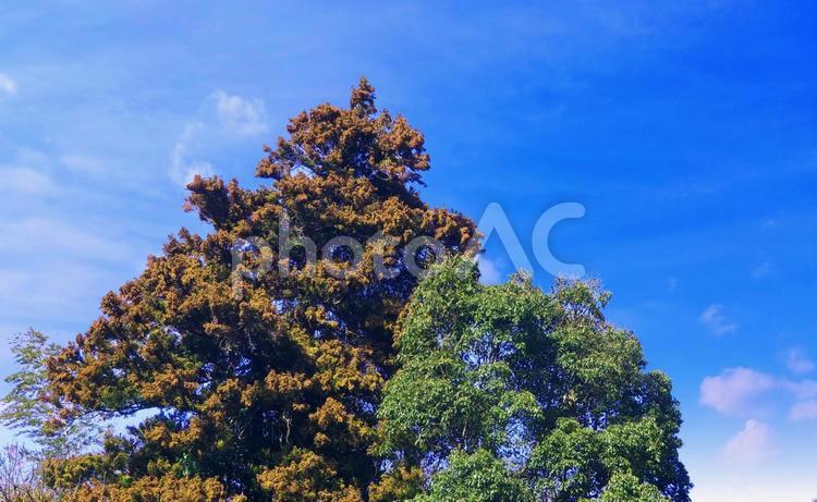 杉の木と青空/スギの実・花粉 木,杉,杉の木の写真素材