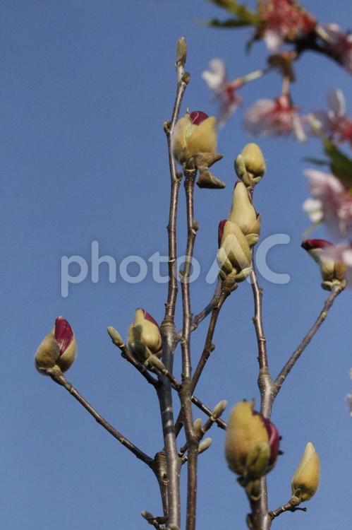 木蓮のツボミ　02 モクレン,植物,花の写真素材